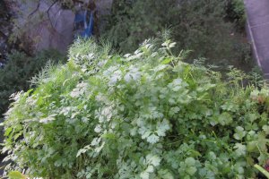 Pesto Panacris