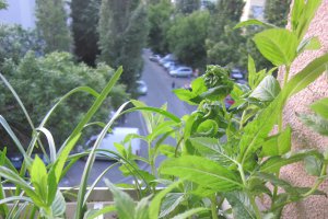 Pesto Panacris