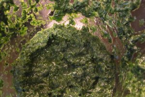 Pesto Panacris