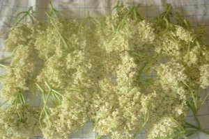 Sirop concentrat din flori de soc si lamaie