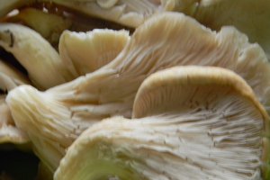 Ciuperci pleurotis pane