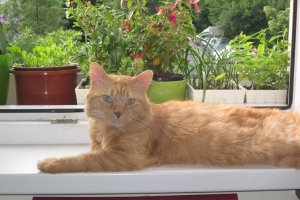 Dulceață clasică de vișine Panacris