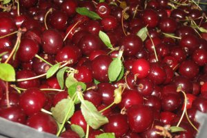 Dulceata de visine