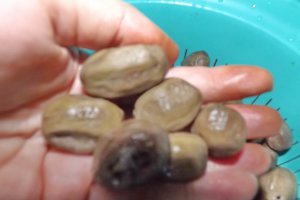 Dulceata de nuci verzi