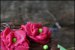 Mini tortulete cu crema de trandafir-5