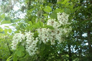 Flori de salcam in aluat