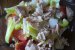 Salata de legume cu pui-0