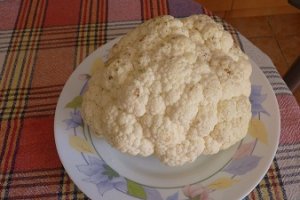 Conopida pane