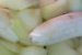 Şarlotă  de banane cu pere- desert de post-3
