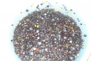 Dulceata de afine
