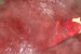 Dulceata de prune-4