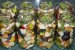 Fructe murate in otet (reteta Motan)-5