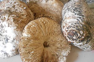 Tagliatelle cu ciuperci