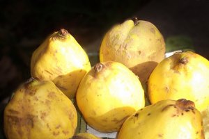 Dulceata de gutui