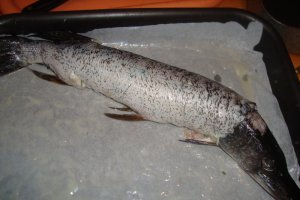 Stiuca umpluta