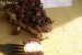 tarta ruseasca cu branza si ciocolata-5