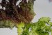 Salata cu alge de mare -2-2
