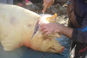 Jumari de porc