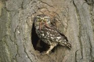 Cucuveaua : vestitorul mortii sau doar superstitie ?