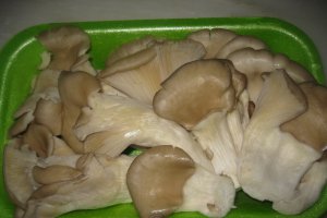 Ciuperci Pleurotus pane