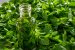 Extract de menta-7