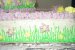 Tort Antonia-1