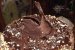 Tort cu crema de ciocolata si capsuni-1