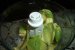 Pasta de avocado-1