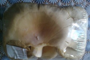 Pleurotus pane