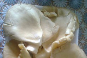Pleurotus pane