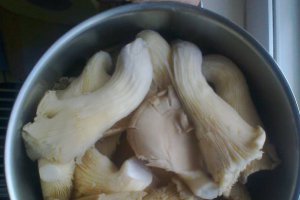 Pleurotus pane