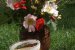 Socata reteta bunicii, suc din flori de soc-2