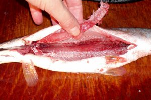 Stiuca in scutec de bacon