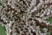 Gogoşi din flori de salcâm-1