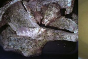 Friptura de miel