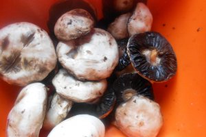 Ciuperci pane