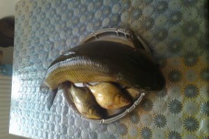 Salata de icre de crap