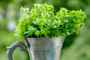 Sos Pesto