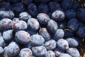 Gem de prune