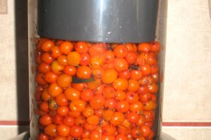 Sirop de catina