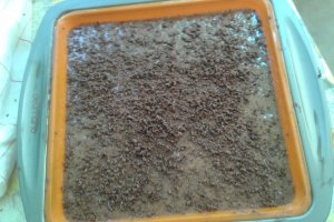 Brownie cu nuci