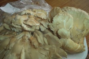Ciocanele de pui cu pleurotus la tigaie