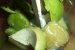 Pasta de conopida cu avocado-1