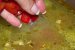 Ciorba de legume , la multicooker ( de post )-4