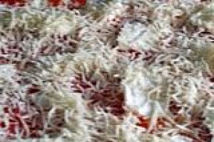 Pizza cu branza Margherita