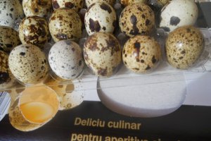 Chec aperitiv,cu piept de pui şi ciuperci