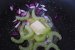 Salată caldă de orez cu leurdă și porumb-2