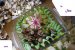 Inimioare  si pipotele  cu cartofi natur si salata de vara-7