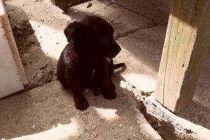 Tort cu piersici,branza dulce si bezea
