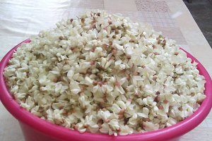 Sirop din flori de salcam